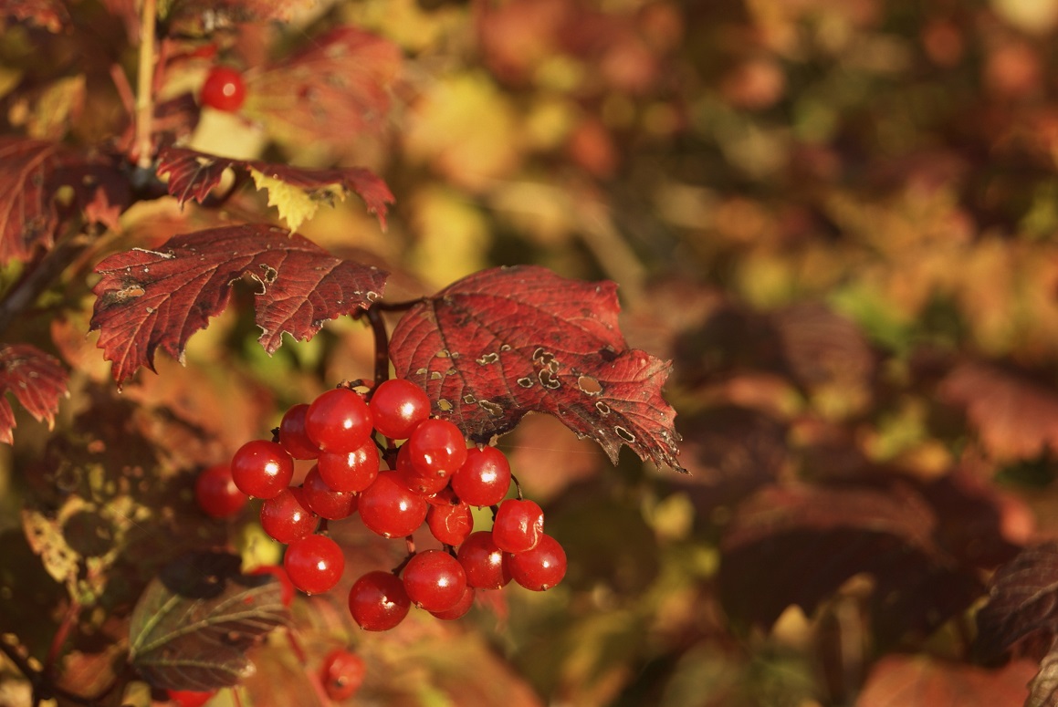 berries