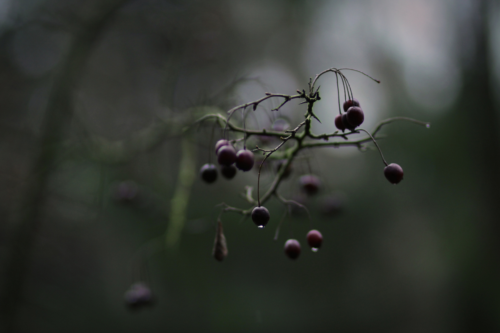 berries