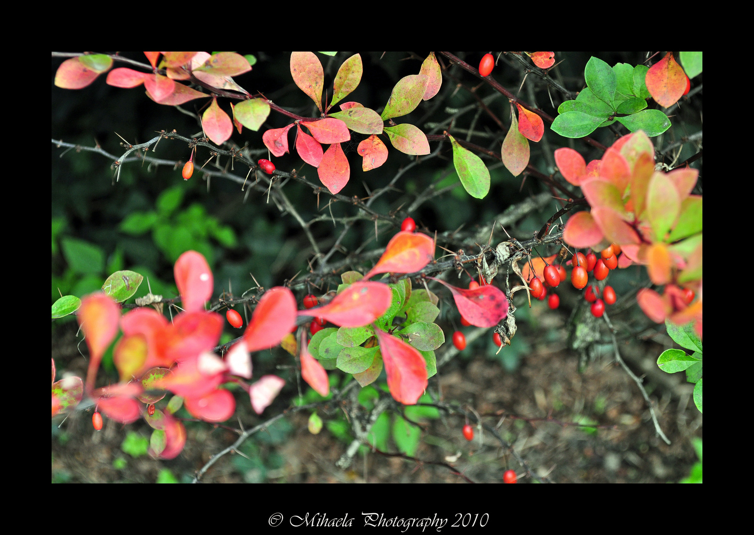 Berries