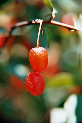 Berries