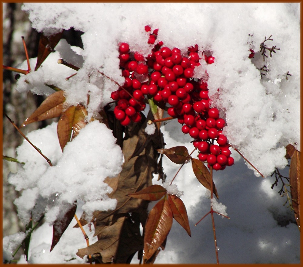 "Berries and Cream"