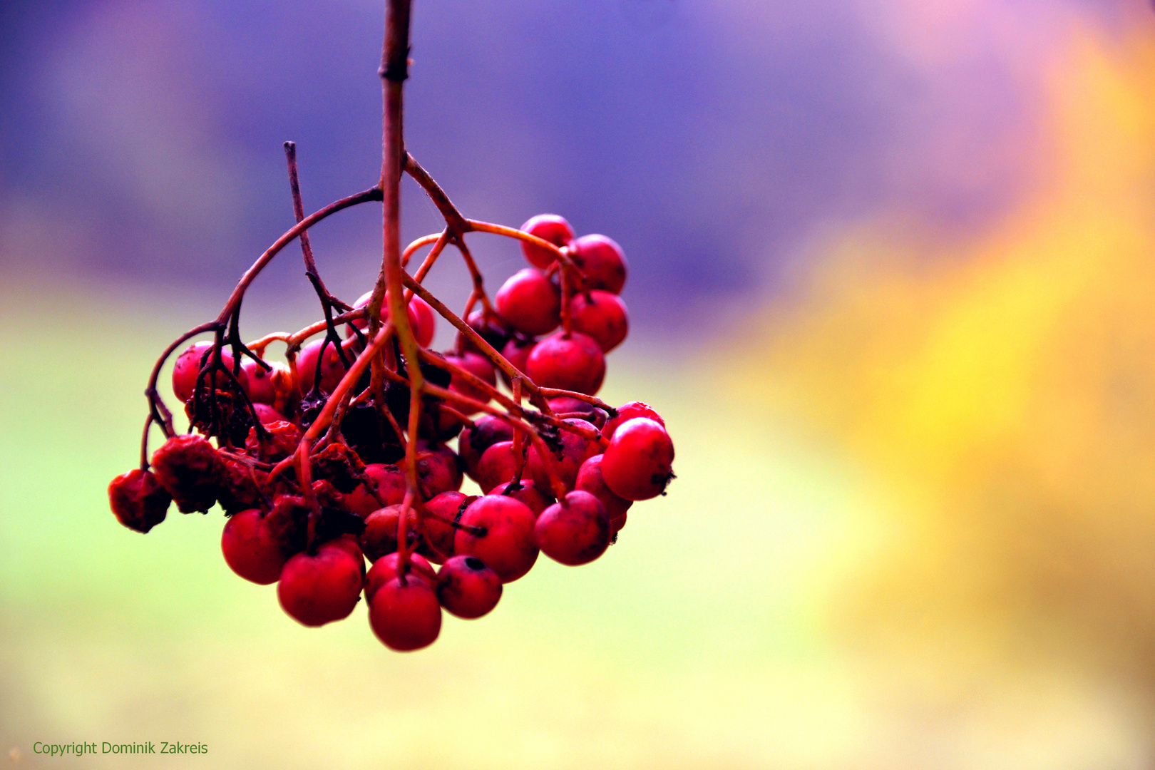 Berries.