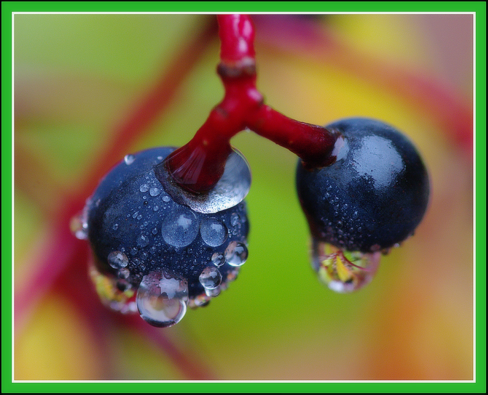 berries