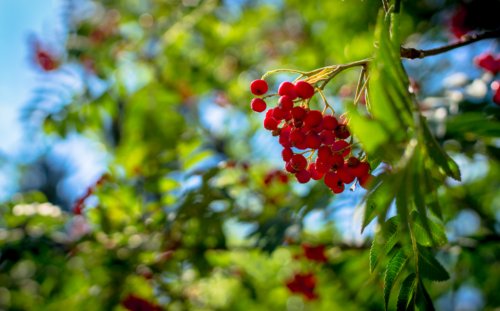 berries