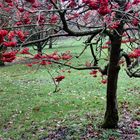 Berries for the Birds