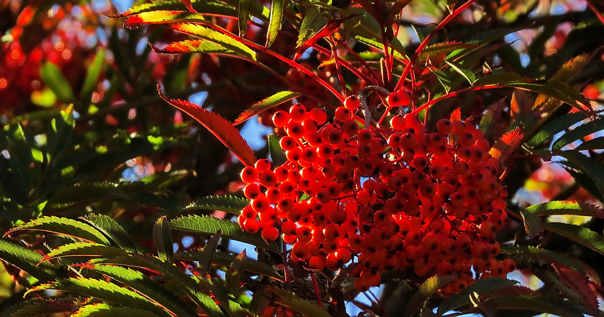 Berries for the Birds