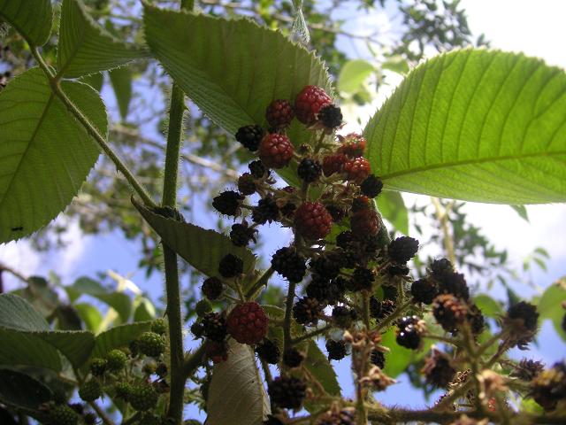 Berries from Colombia