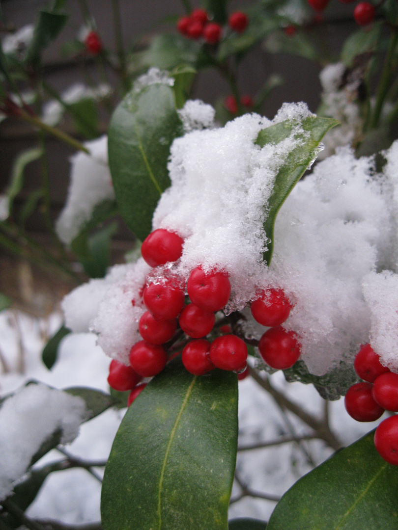 berries in a blanket.