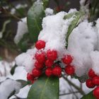 berries in a blanket.