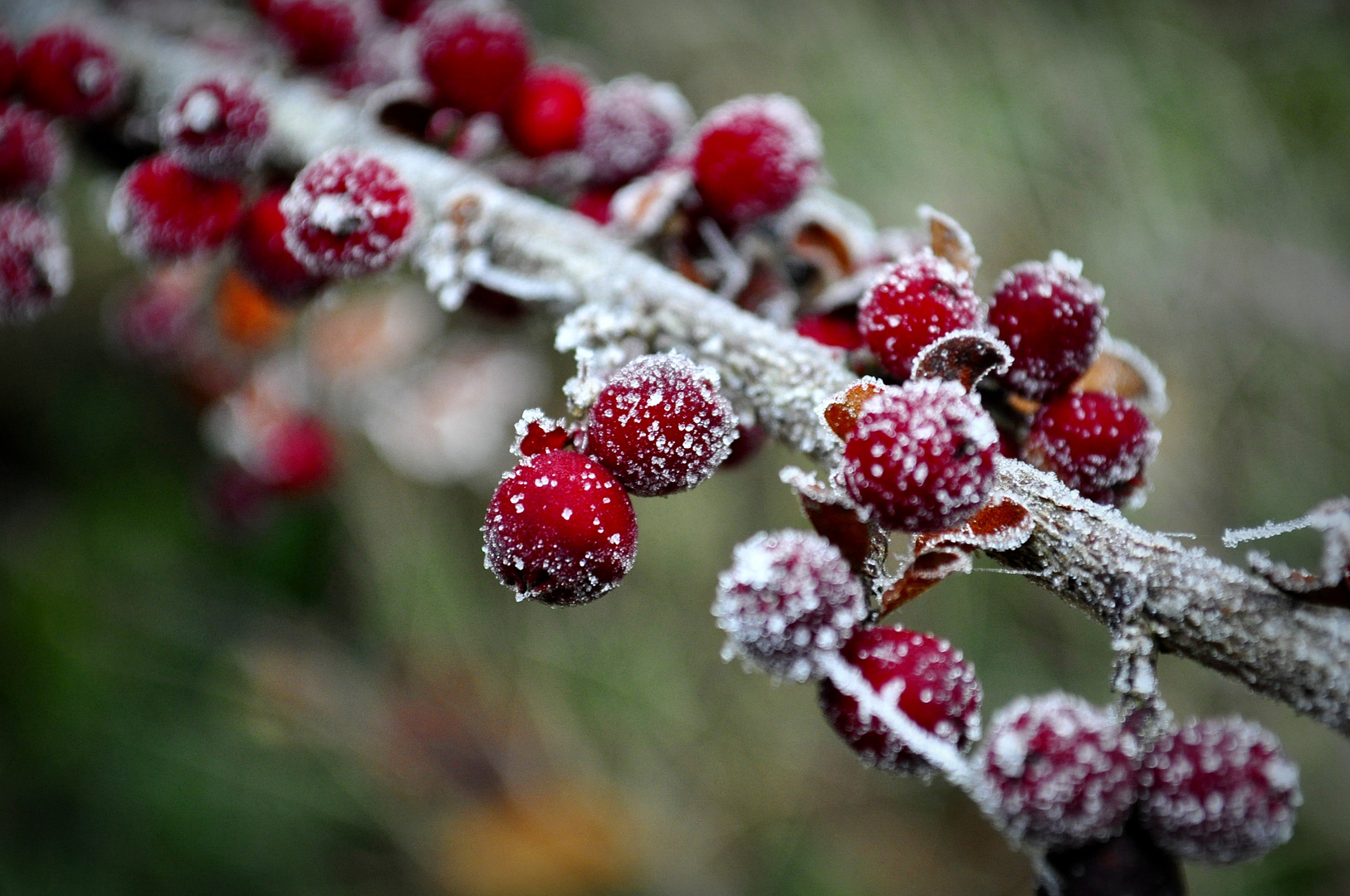 Berries On The Rock