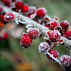 Berries On The Rock