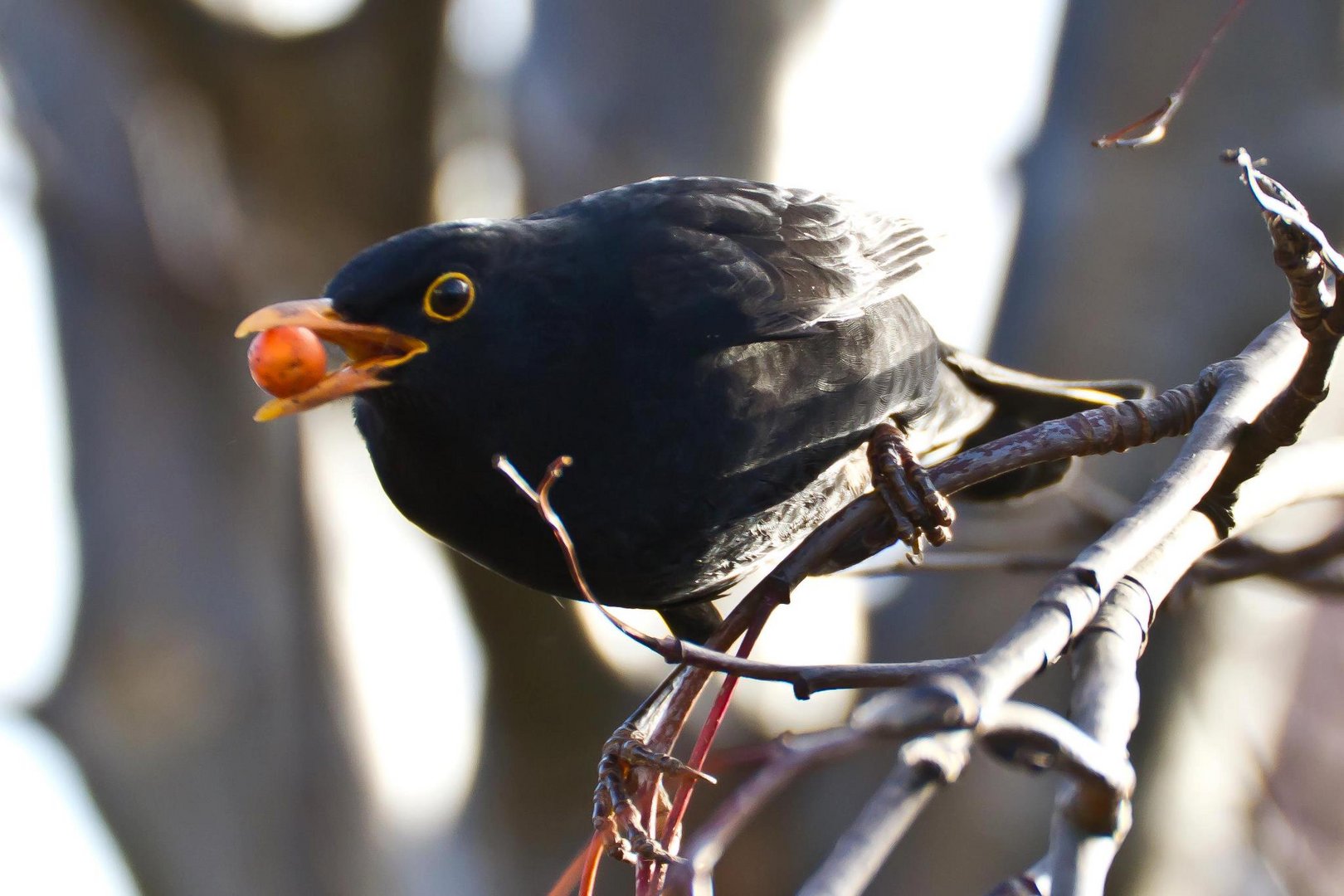 Berry Bird.