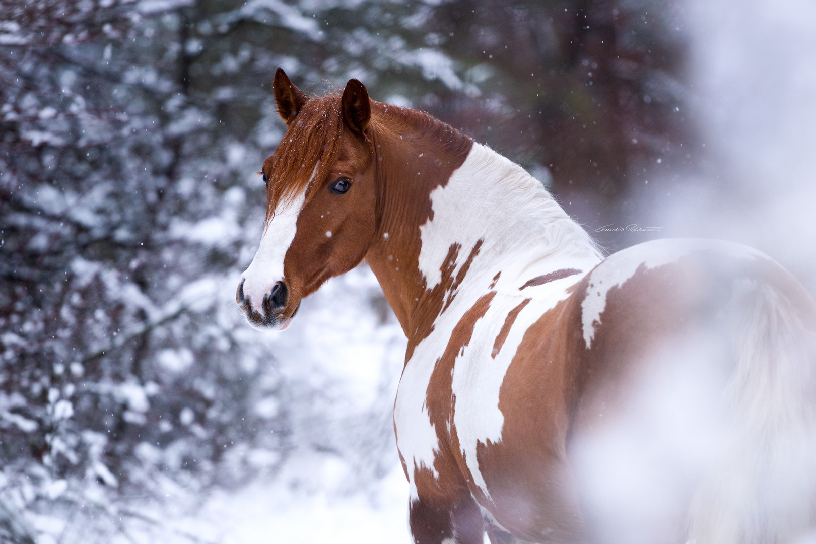 Berry im Winterwonderland