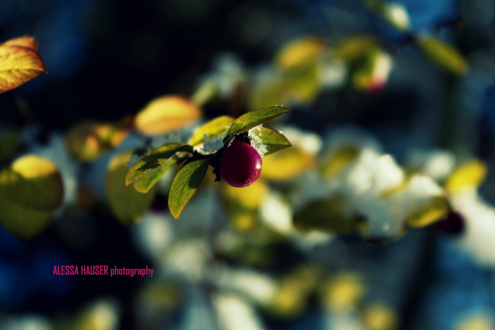 Berry in the snow