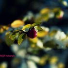 Berry in the snow