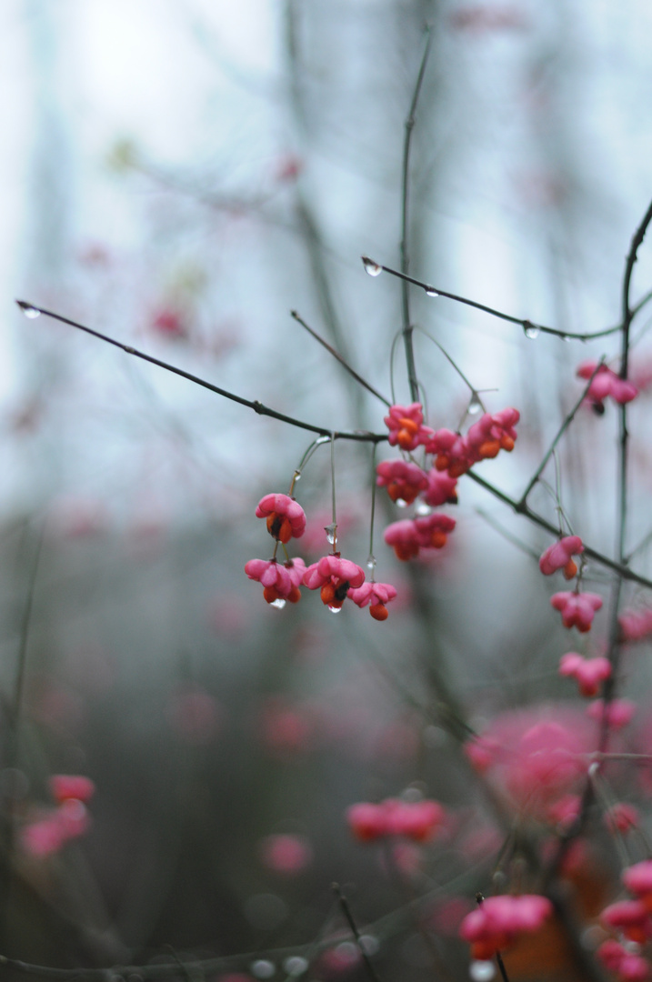 Berry Raindrop Closeup