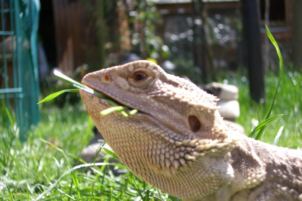 Bert die Bartagame genießt die Sonne und den Grashalm