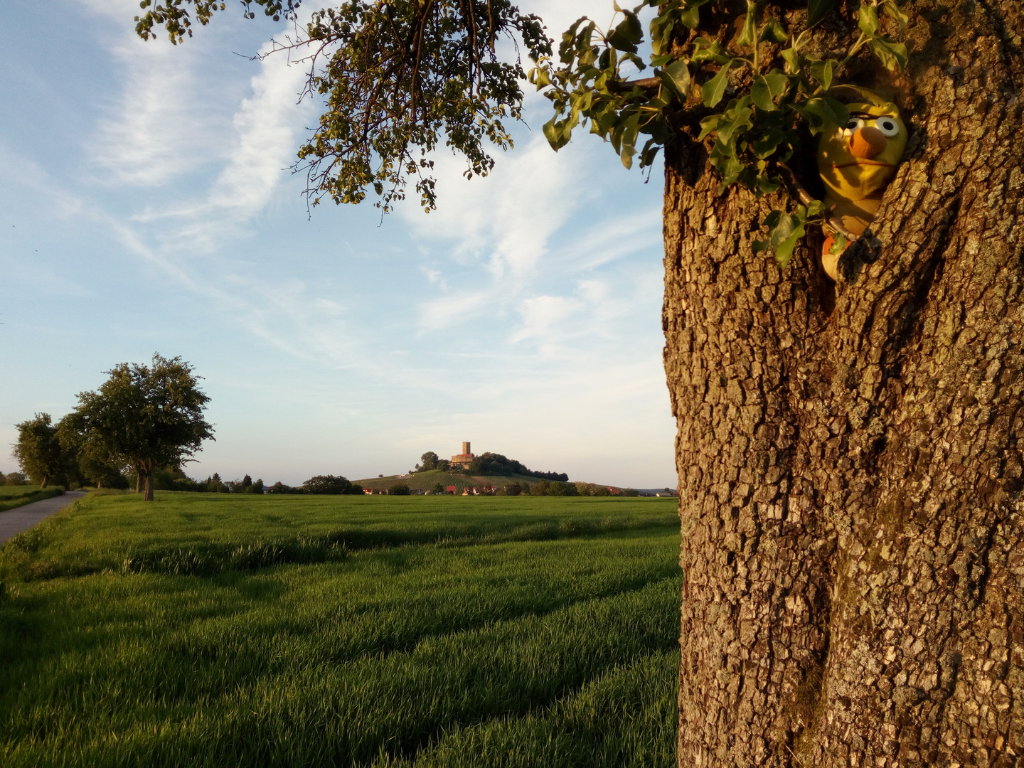 Bert, im Baum versteckt