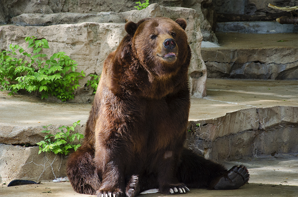 Bert, the Grizzly Bear