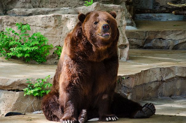Omnivorous Mammals Pictures & Photos