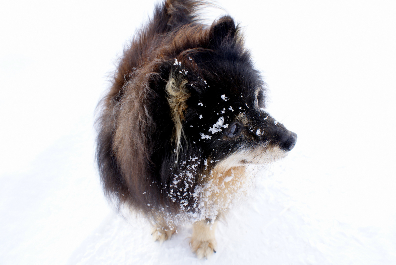 Berti im Schnee