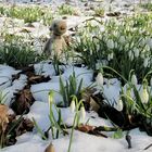 Berti und die Schneeglöckchen