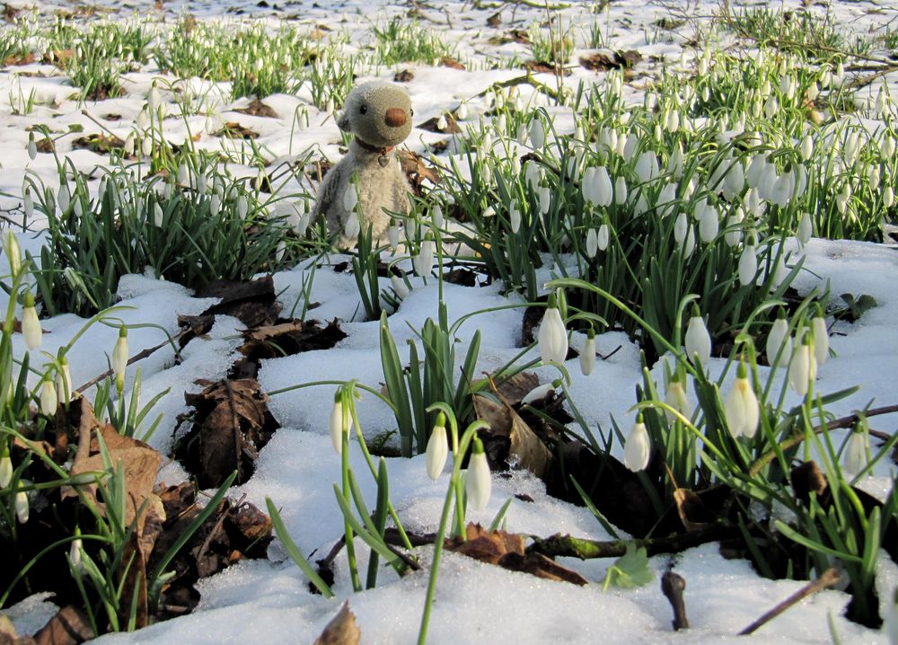 Berti und die Schneeglöckchen