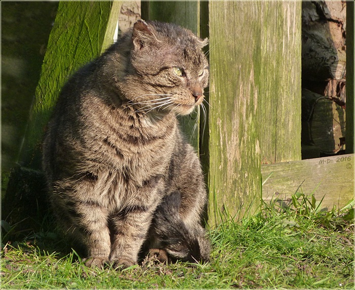 Berti...(eigentlich Liberty)...weil er so die Freiheit liebt...