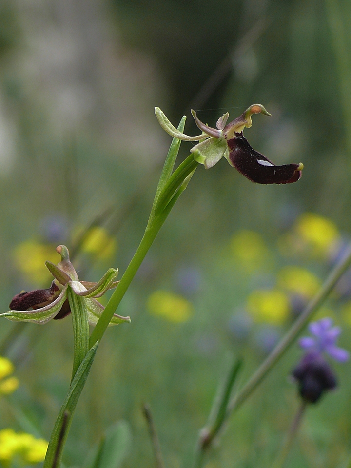 Bertoloni Ragwurz ( Ophrys bertoloni )  Gargano