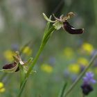 Bertoloni Ragwurz ( Ophrys bertoloni )  Gargano