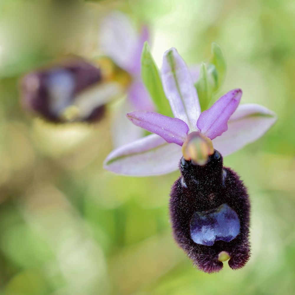 Bertolonis Ragwurz (Ophrys bertolonii)