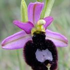 Bertolonis Ragwurz (Ophrys bertolonii subsp. benacensis)