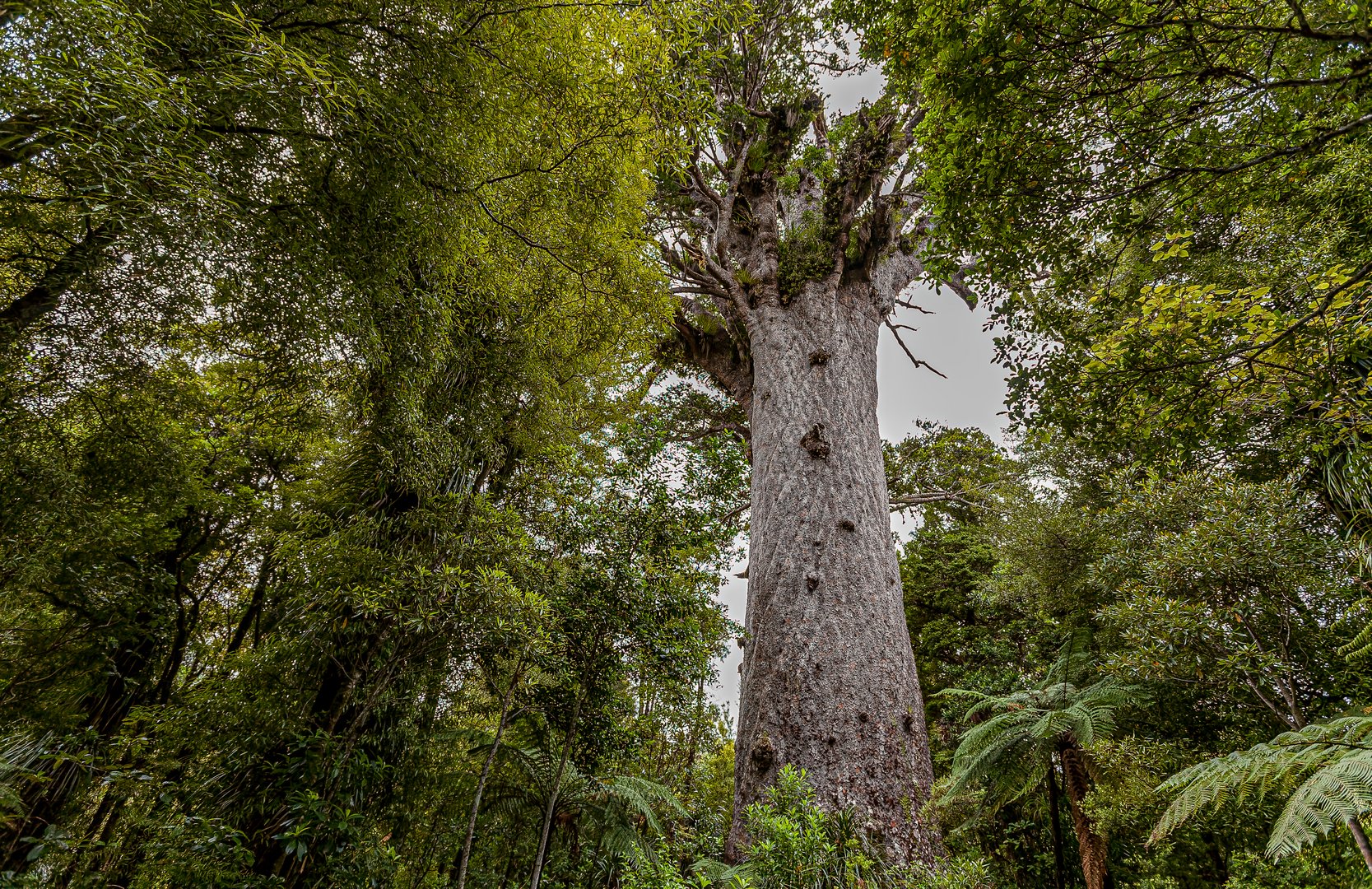 Berühmter Kauri-Baum