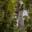 Berühmter Kauri-Baum