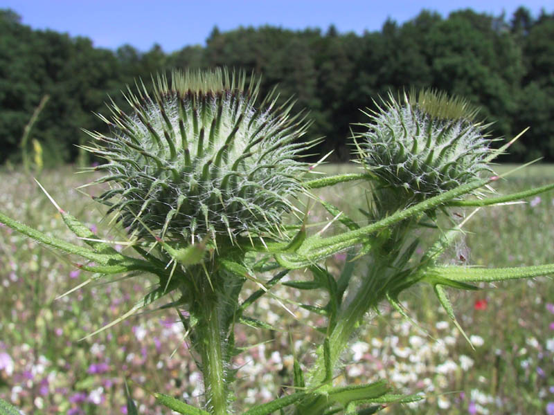 Berühren auf eigene Gefahr ich bin ein Distel!