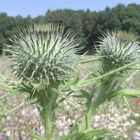 Berühren auf eigene Gefahr ich bin ein Distel!