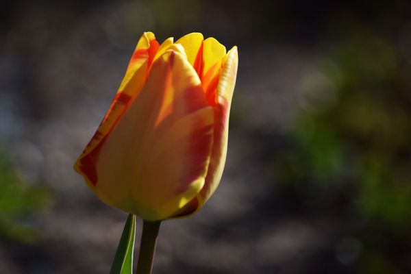 Berührung der ersten Sonnenstrahlen ...