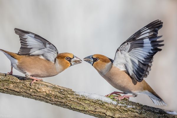 Berührungen der zärtlichen Art...