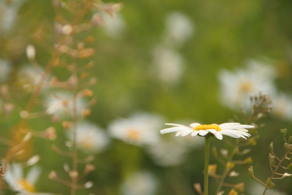 Beruihgende Natur^^ von DesignPictures 