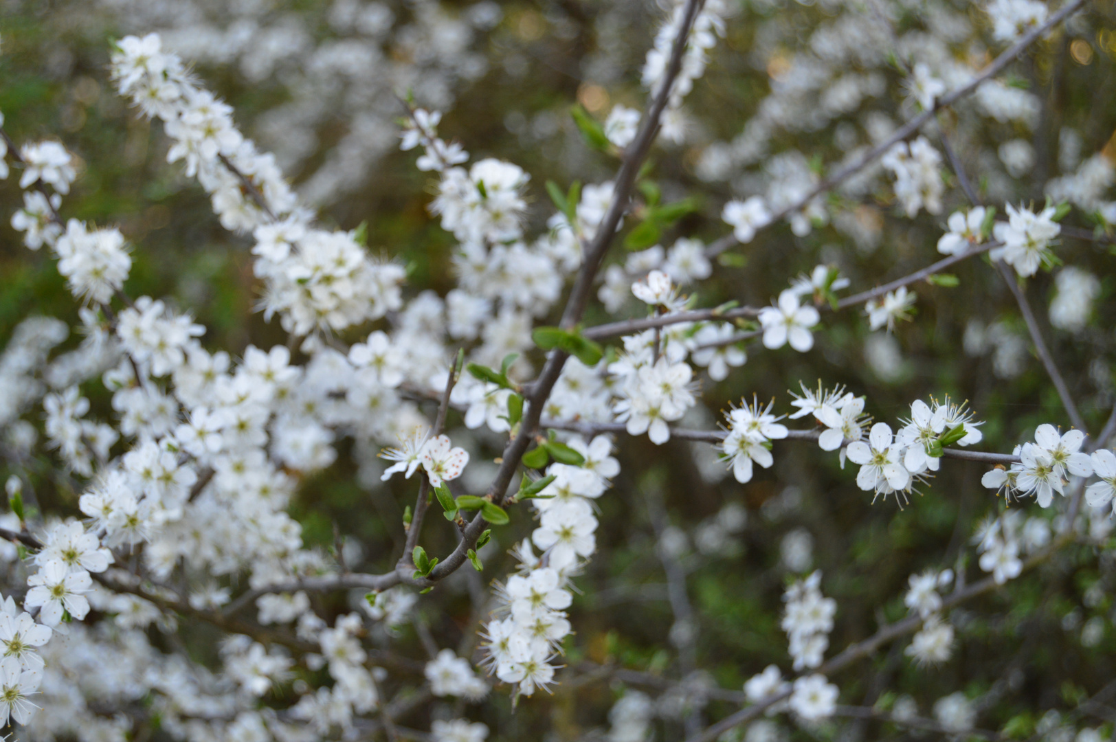 Beruser Tafeltour Blumenwelt