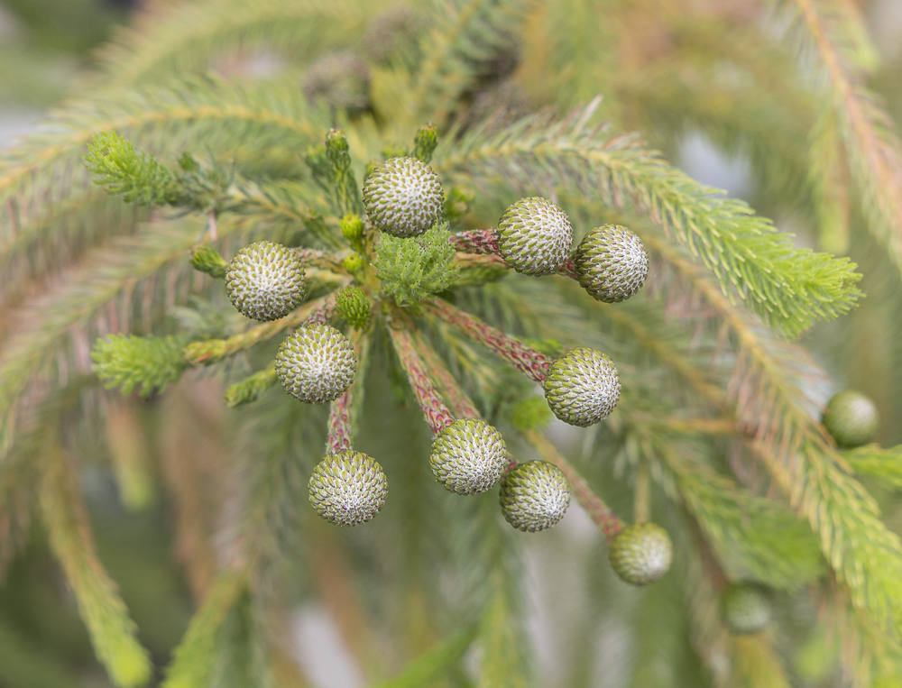 Berzelia albiflora