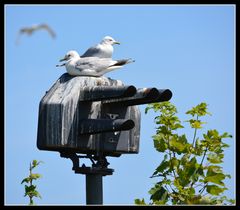 „Besch…. Signal“