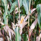 beschädigte Maiskolben auf dem Maisfeld