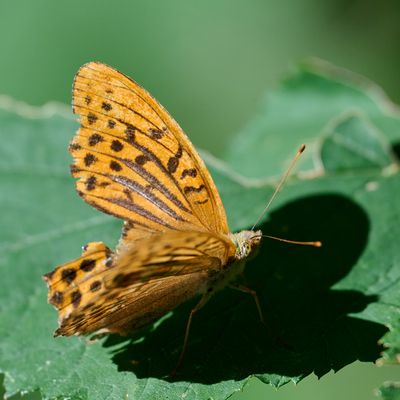 beschädigter (Kaiser-) Mantel