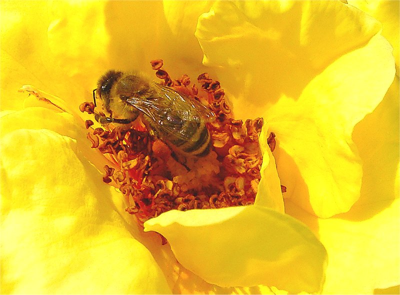 beschäftigtes Bienchen