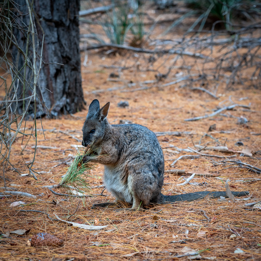 Beschäftigtes Wallaby