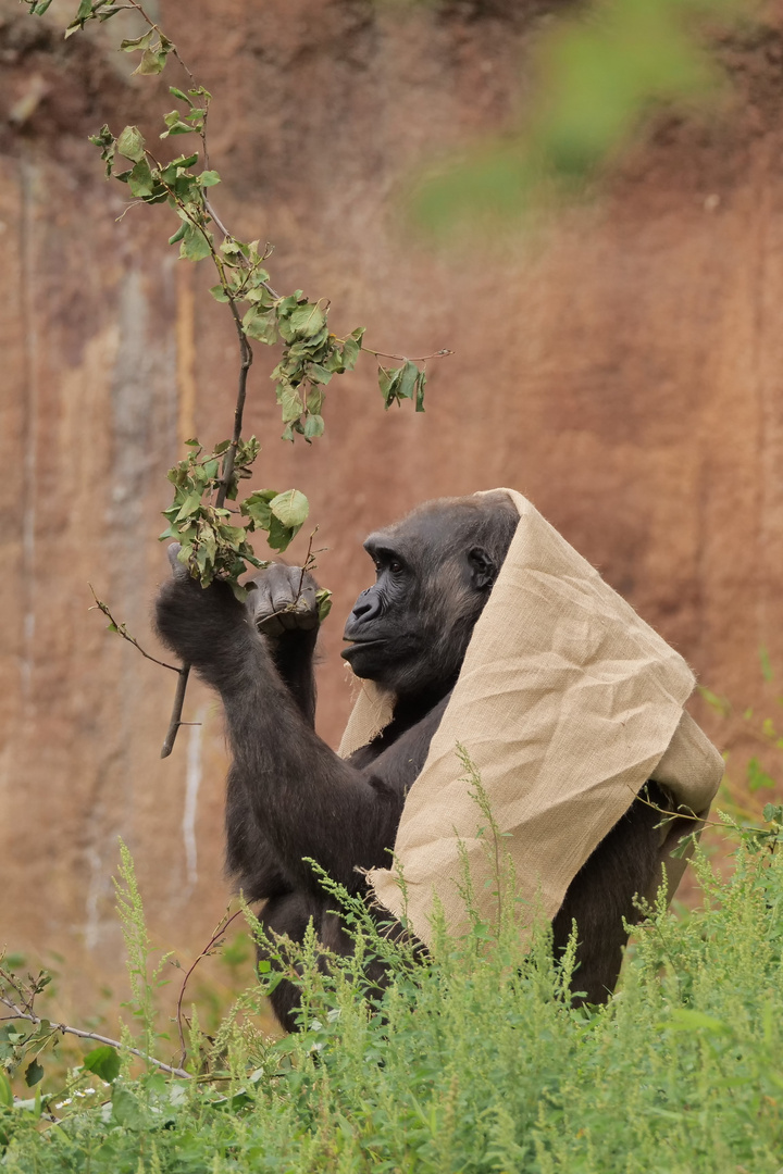 Beschaftigung Der Gorillas Foto Bild Natur Zoo Tiere Bilder Auf Fotocommunity
