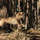 Beschäftigung im Wald 1