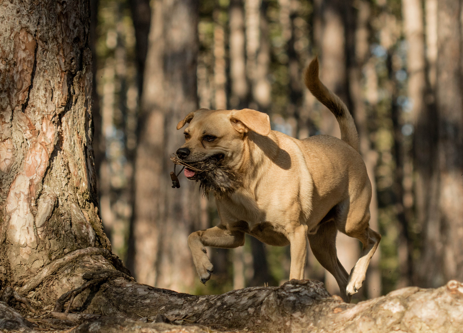 Beschäftigung im Wald 2