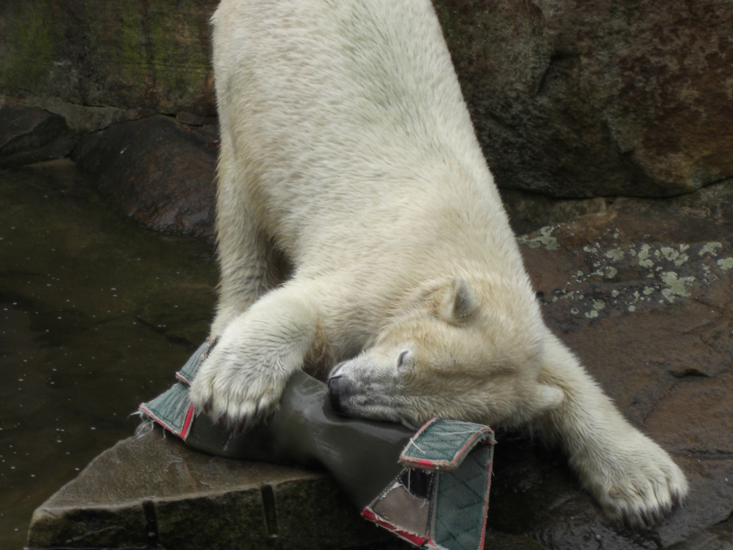 Beschäftigungstherapie für Knut